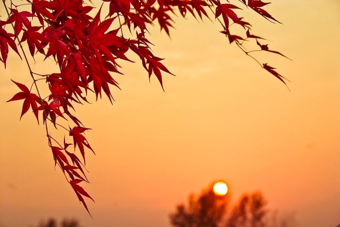 扬州：清风吹红叶 古城秋意浓