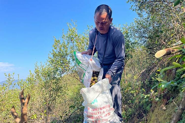 广西三江：千亩油茶迎丰收 助农致富有盼头