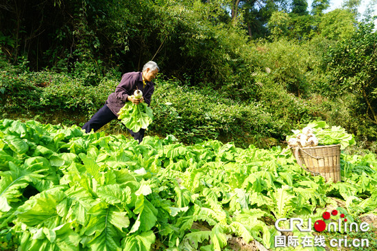 已过审【区县联动】万盛万东镇：黄高山萝卜上市 贫困户喜笑颜开【区县联动 列表】万盛万东镇黄高山萝丰收 贫困户笑开怀