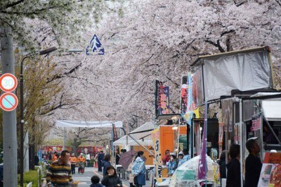 日本迎来最佳赏樱期 多地高温破史上纪录(组图)