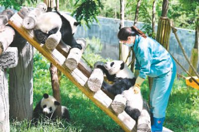 【中首  陕西  图】秦岭深处守望者：他们为保护生态贡献着力量