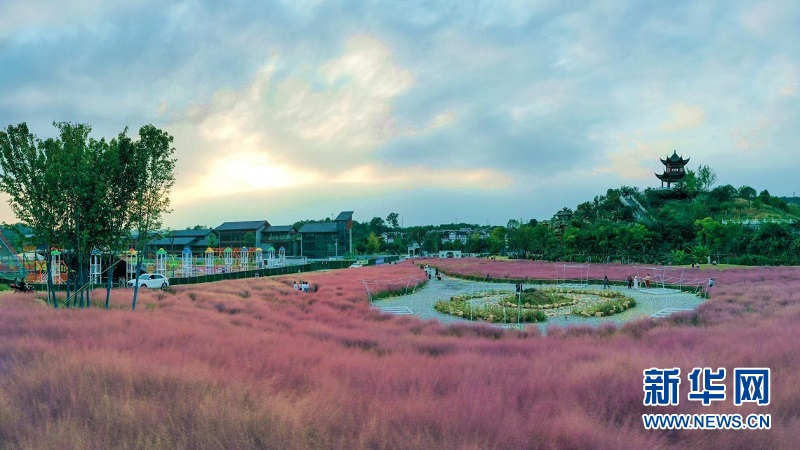 秋花也烂漫 赏花正当时