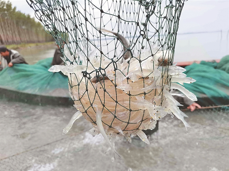 “南鱼北游” 湖水生金