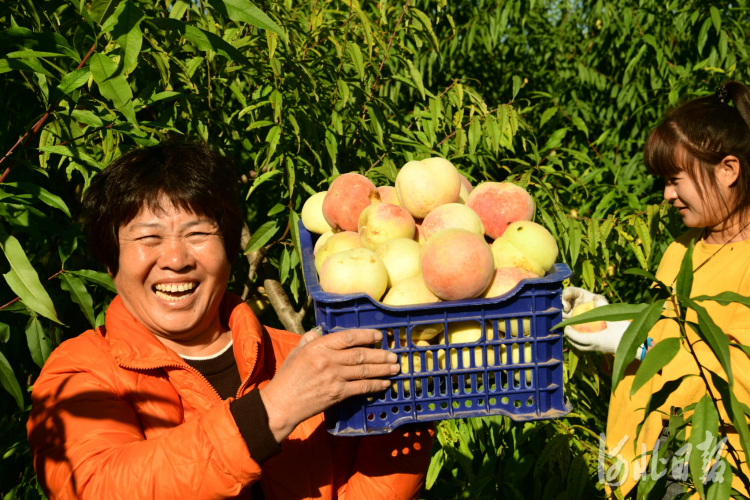 河北：金秋的收获