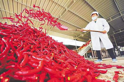 河北衡水：根植沃土育繁华 喜看乡村新变化