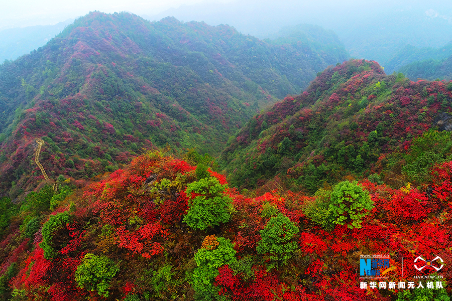 【城市远洋带图】重庆：秋雨过后红叶美 绚丽秋景惹人醉