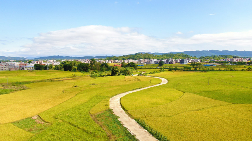 广西钟山：稻花香里说丰年