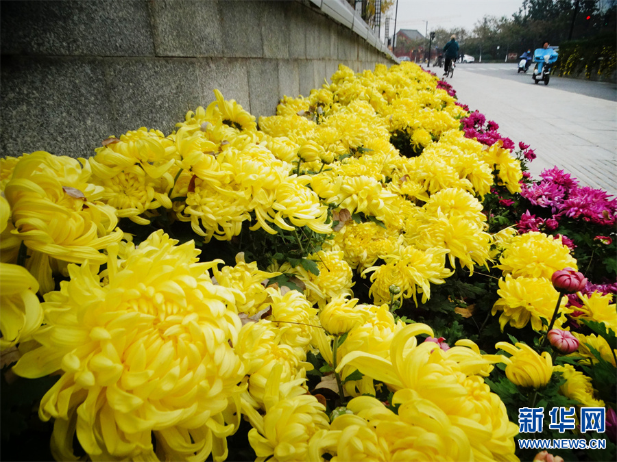 河南开封：晚秋菊花更娇艳