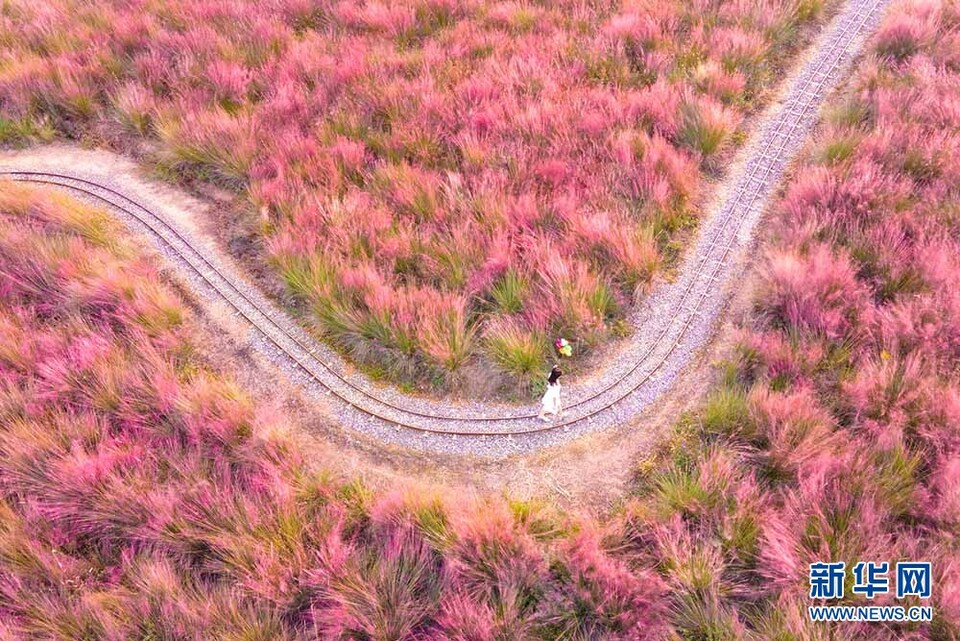 武汉：粉黛成海 绯红遍野如梦似幻