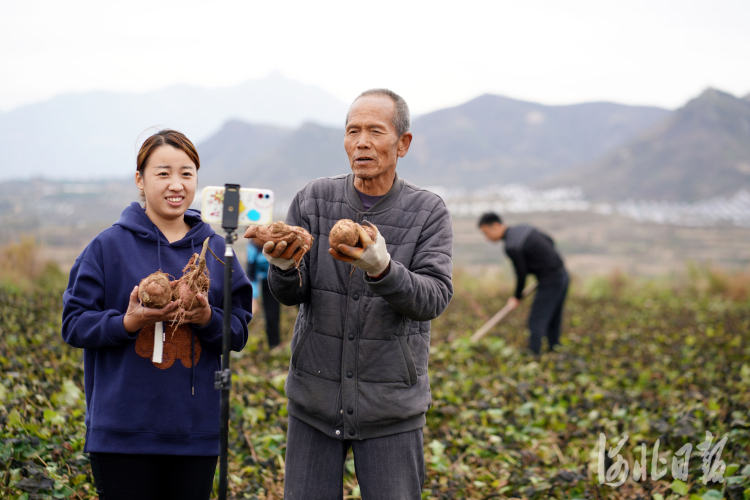 河北内丘：“电商+直播”助农增收