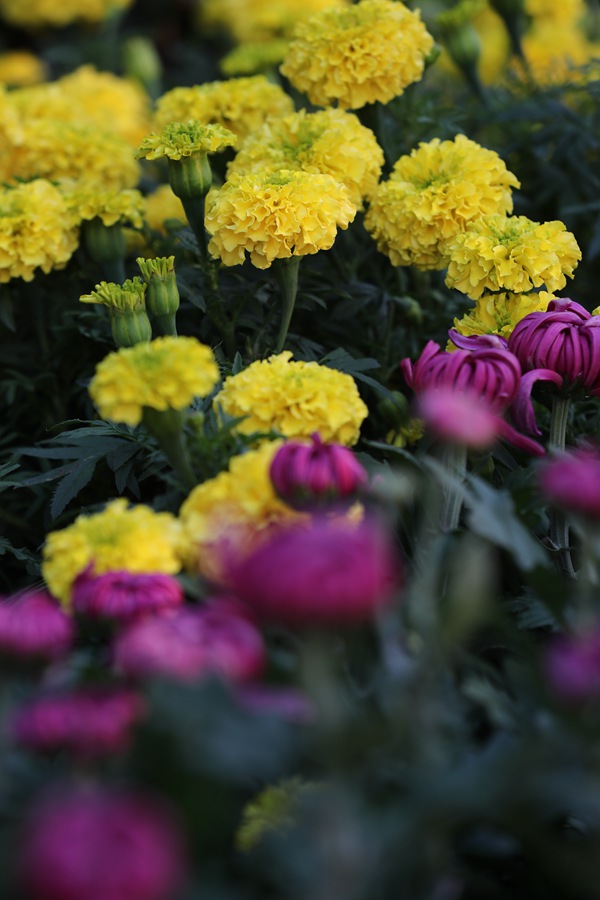 河南开封：万千花海 阵阵菊香