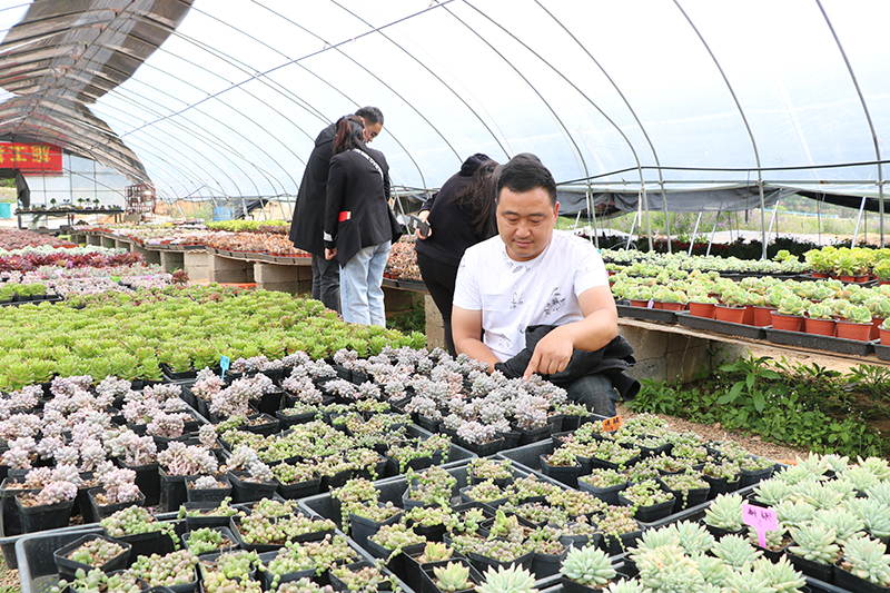 OK【B 优先审核】平顶山市鲁山县库区乡：小小多肉致富带贫作用大