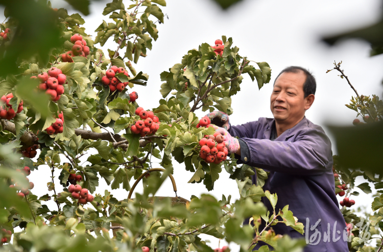 河北晋州：山楂树下收获忙