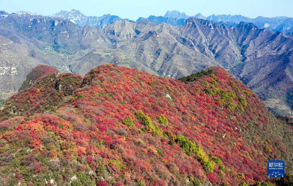 河北武安：山区秋意浓