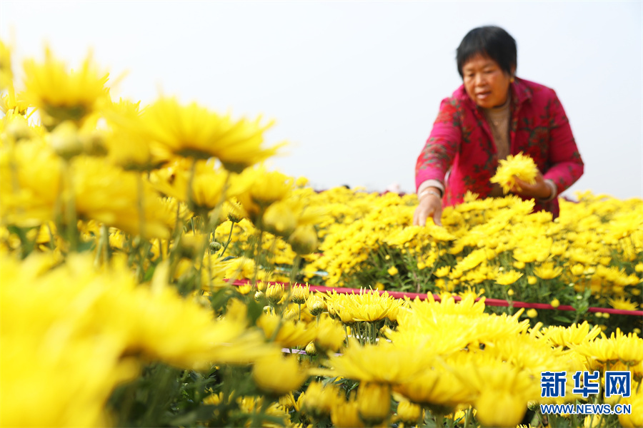 许昌鄢陵：“菊花经济”助力乡村振兴