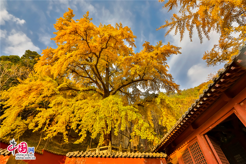 唤醒沉睡千年的金色精灵--沂水灵泉寺银杏树