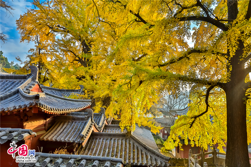 唤醒沉睡千年的金色精灵--沂水灵泉寺银杏树