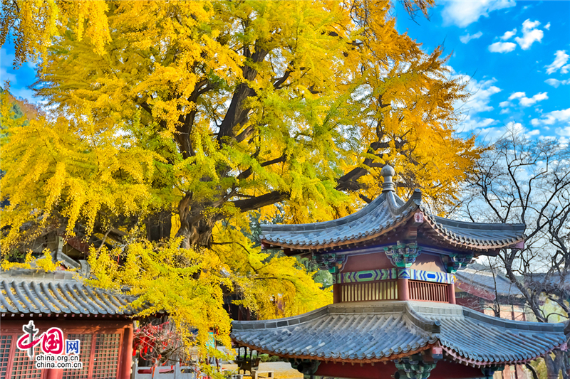 唤醒沉睡千年的金色精灵--沂水灵泉寺银杏树