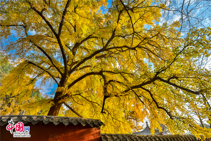 唤醒沉睡千年的金色精灵--沂水灵泉寺银杏树