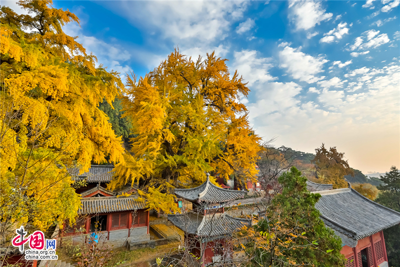 唤醒沉睡千年的金色精灵--沂水灵泉寺银杏树