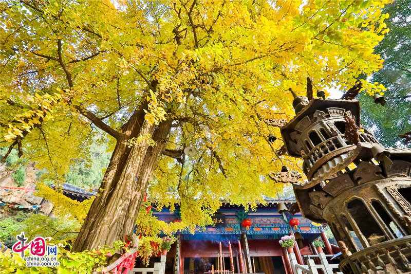 唤醒沉睡千年的金色精灵--沂水灵泉寺银杏树