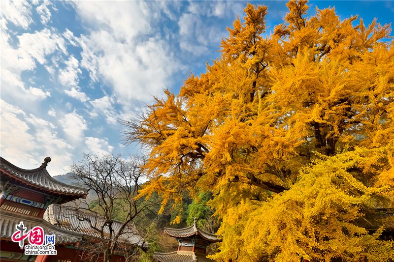 唤醒沉睡千年的金色精灵--沂水灵泉寺银杏树