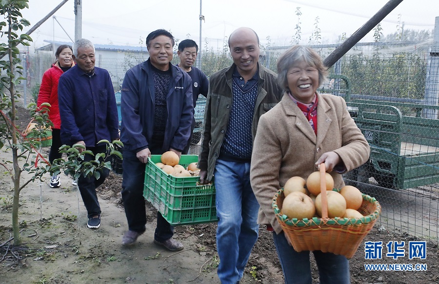 开封尉氏：雪梨甜透村民心