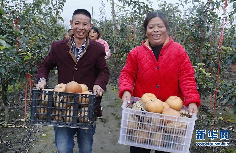 开封尉氏：雪梨甜透村民心