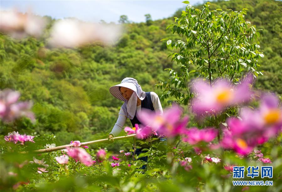 河北武安：“花经济”助农增收