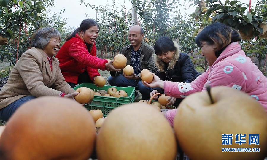 开封尉氏：雪梨甜透村民心