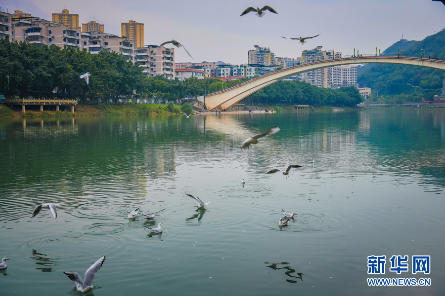 【城市远洋带图】綦江：红嘴鸥到访綦河畔 扮靓城市风景线