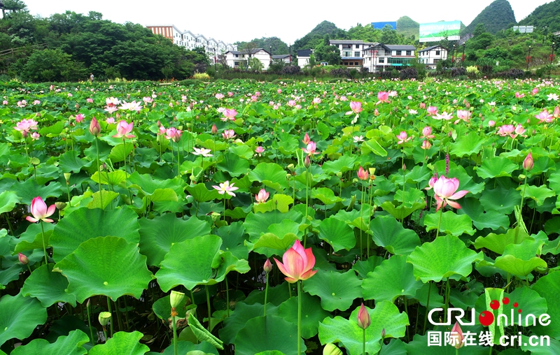 贵州长顺：夏日浓浓荷花艳