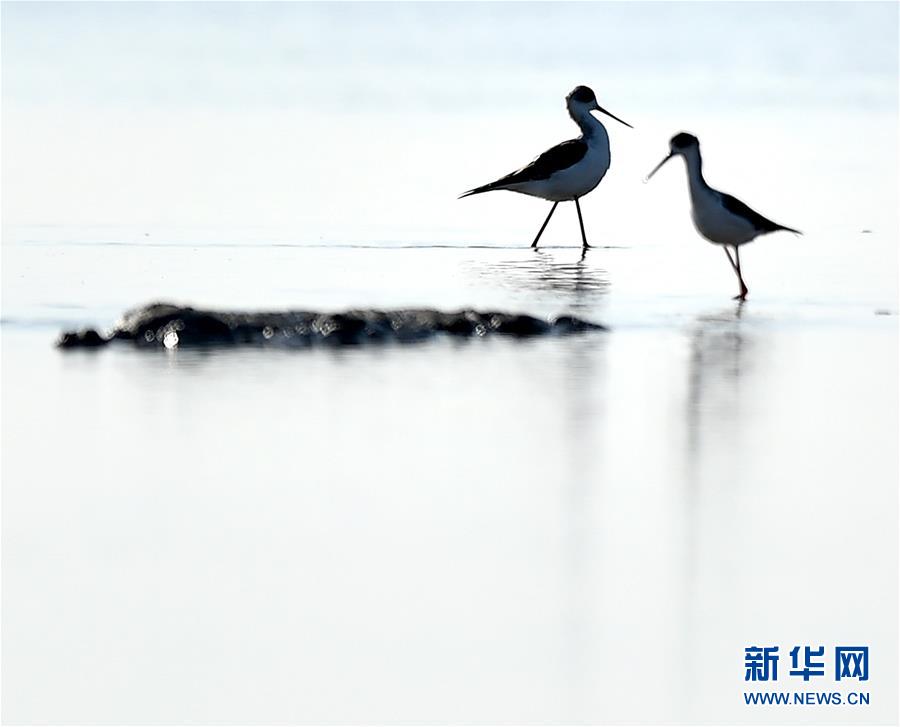 天津北大港湿地迎来大批迁徙候鸟