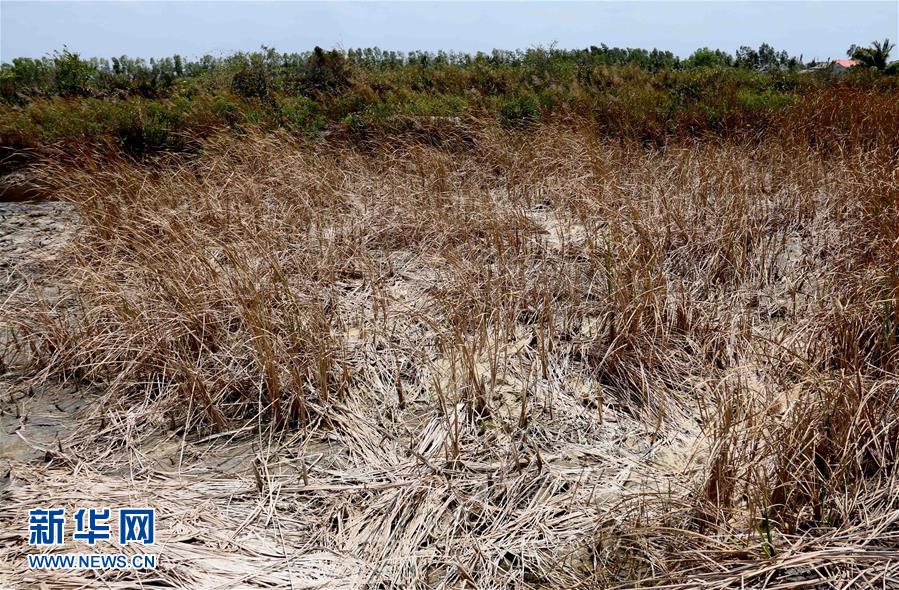 越南湄公河三角洲遭遇百年不遇干旱