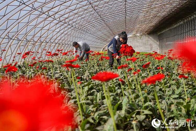 河北唐山：鲜切花产业助力乡村振兴