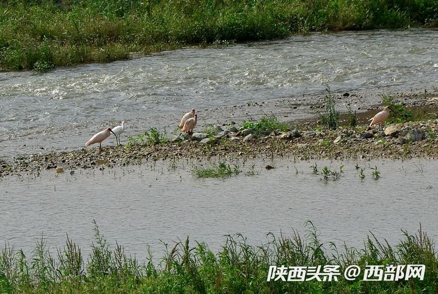 宁强大林河畔首次发现朱鹮