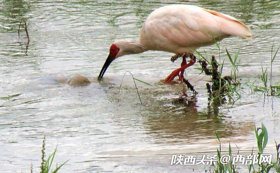 宁强大林河畔首次发现朱鹮