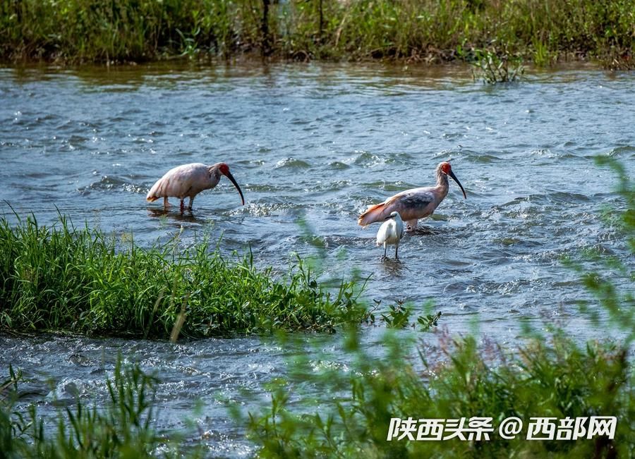 宁强大林河畔首次发现朱鹮