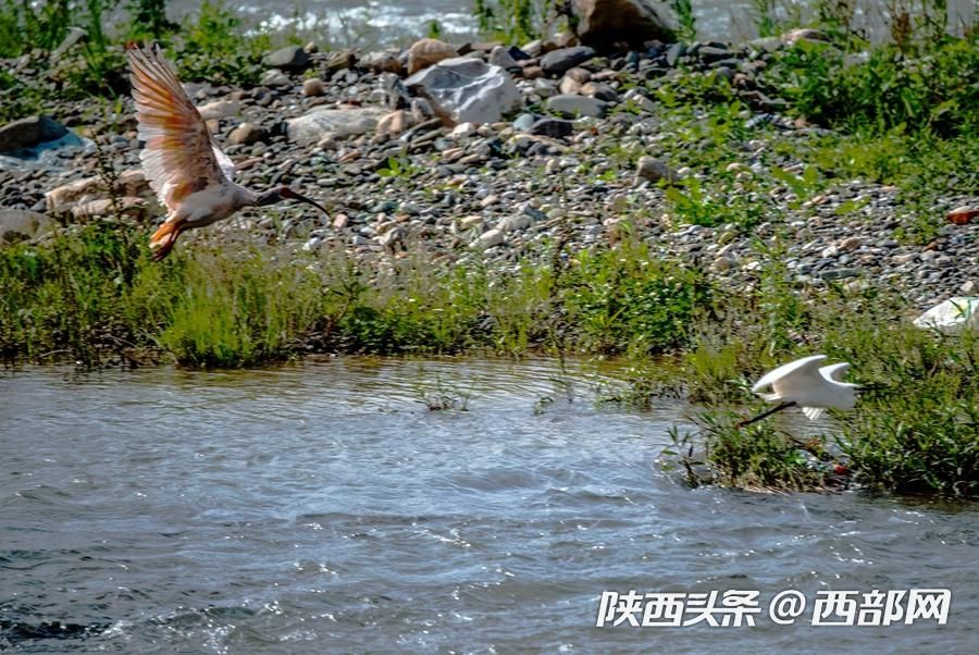 宁强大林河畔首次发现朱鹮