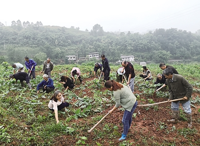 不签【区县联动】【渝北】打造果桑基地 奔向致富路