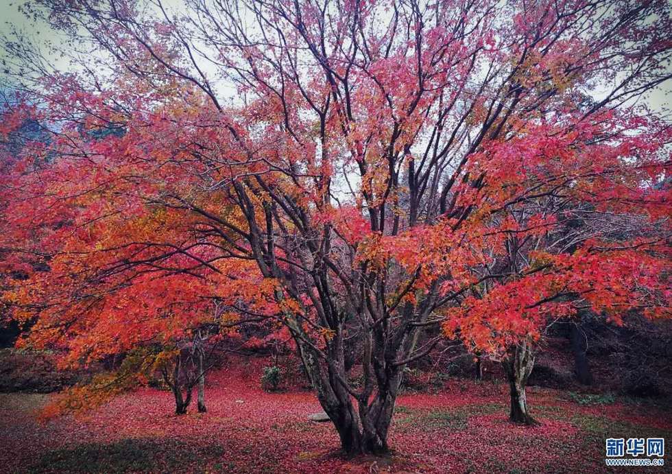 庐山：醉美枫叶红