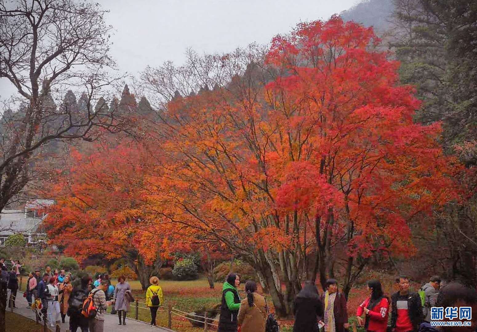 庐山：醉美枫叶红