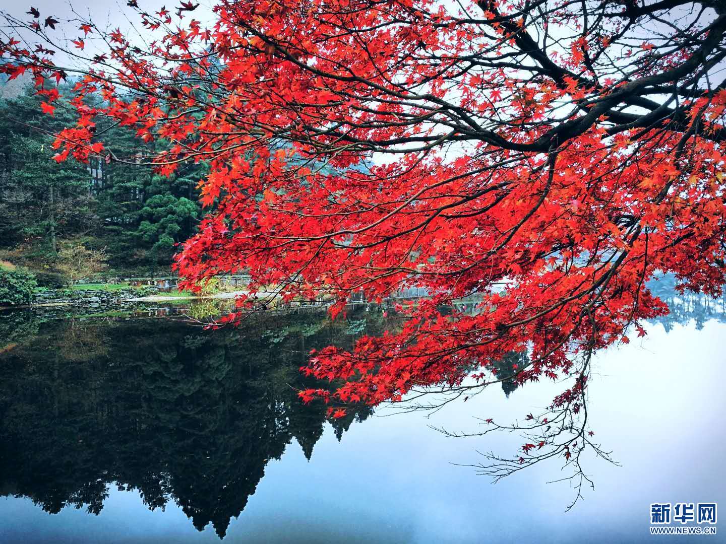 庐山：醉美枫叶红