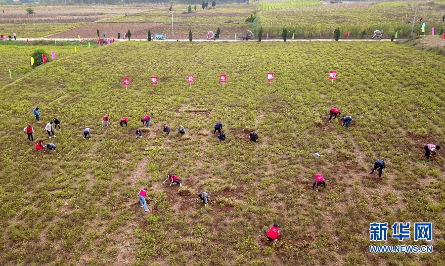 洛阳汝阳：七彩富硒花生托起农民致富梦