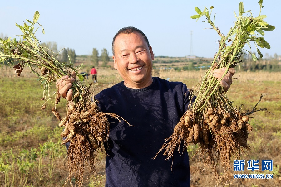 洛阳汝阳：七彩富硒花生托起农民致富梦