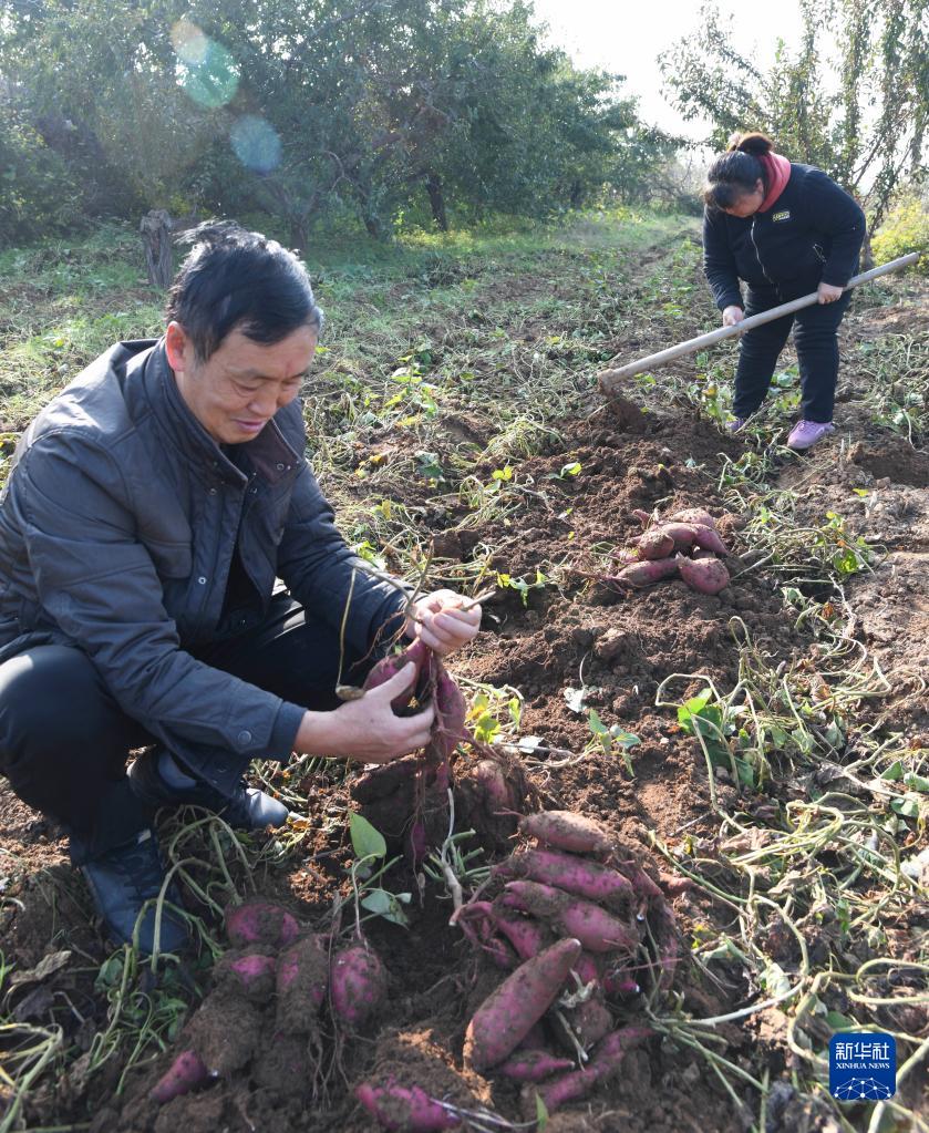 河南济源：富硒农业富农家