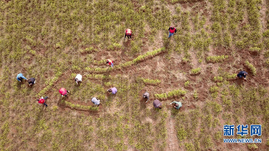 洛阳汝阳：七彩富硒花生托起农民致富梦