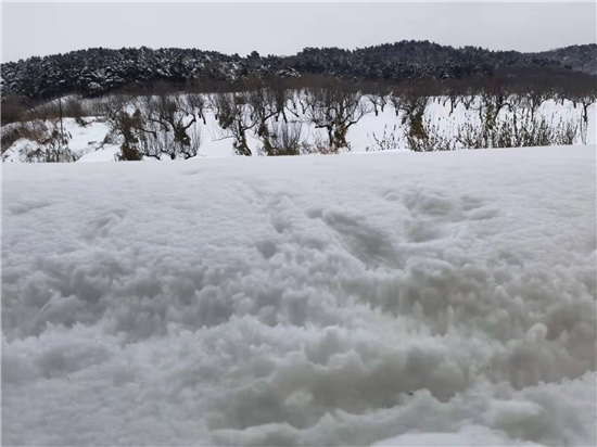 特大暴雪！鞍山市区雨雪总量80.8毫米 破同期极值_fororder_图片1