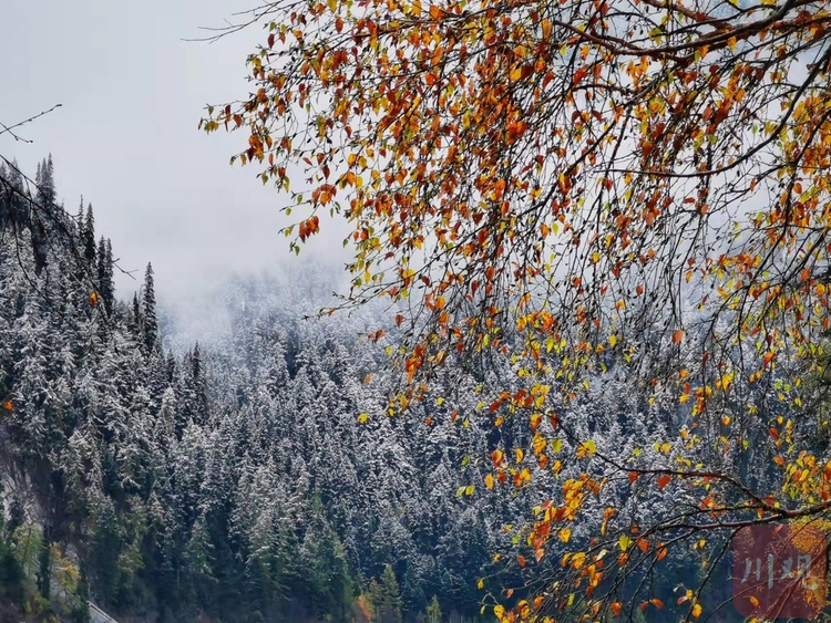 （中首）左手雪景，右手彩林，与初冬的九寨沟开启时空浪漫之旅！