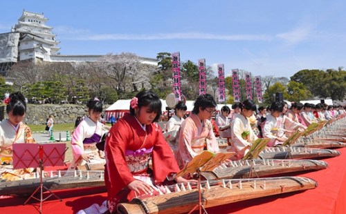 与樱花之约：日本各地迎赏樱高峰 繁花似锦(图)